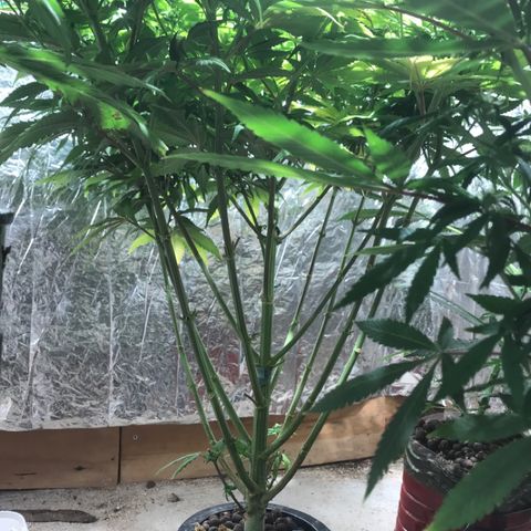 Limona growlog timeline photo