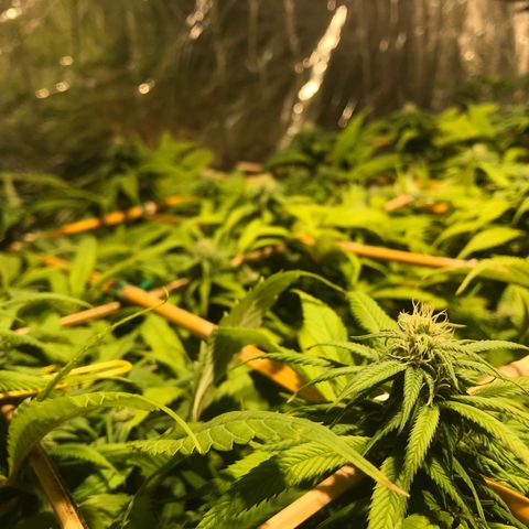 Limona growlog timeline photo