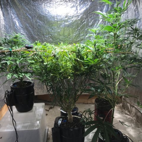 Limona growlog timeline photo