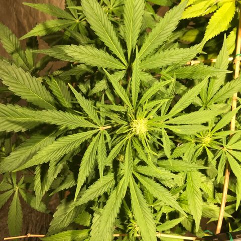 Fuego growlog timeline photo