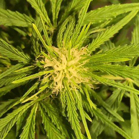 Fuego growlog timeline photo