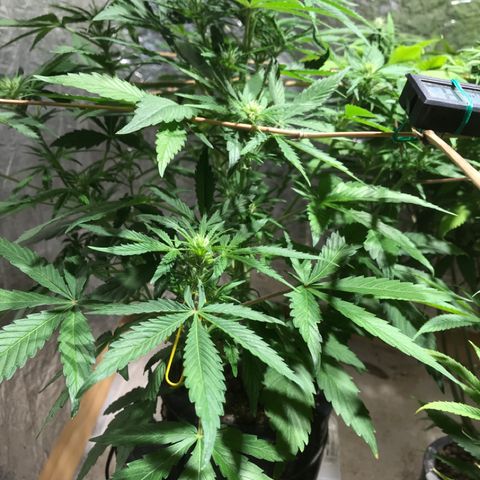 Fuego growlog timeline photo