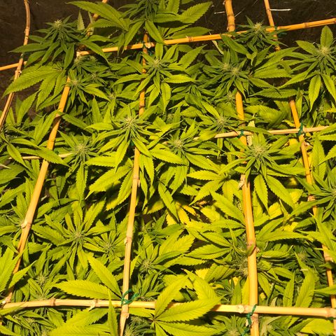 Limona growlog timeline photo