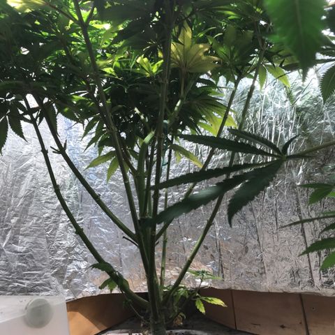 Limona growlog timeline photo
