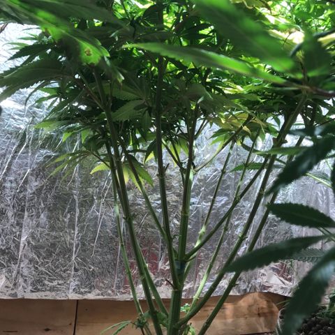 Limona growlog timeline photo