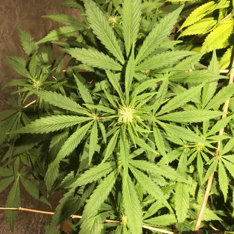 Fuego growlog timeline photo