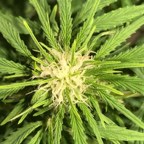 Fuego growlog timeline photo