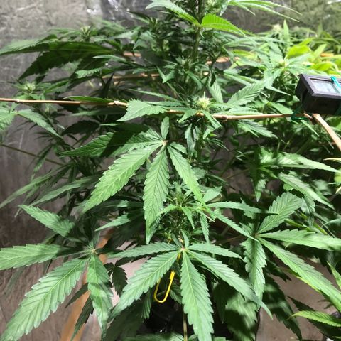 Fuego growlog timeline photo