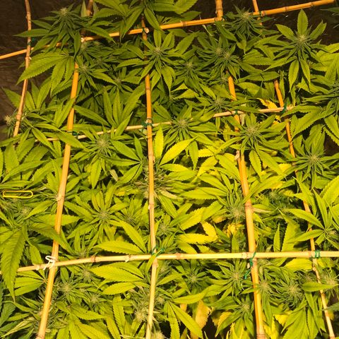 Limona growlog timeline photo