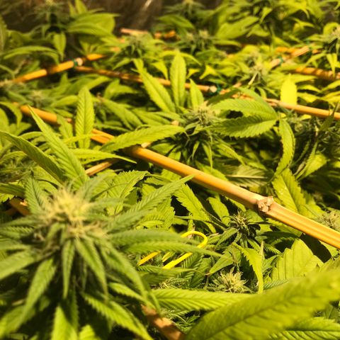 Limona growlog timeline photo