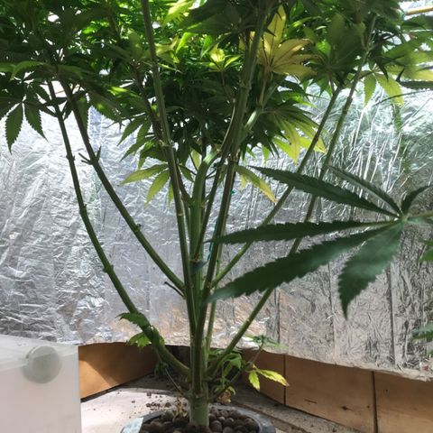Limona growlog timeline photo