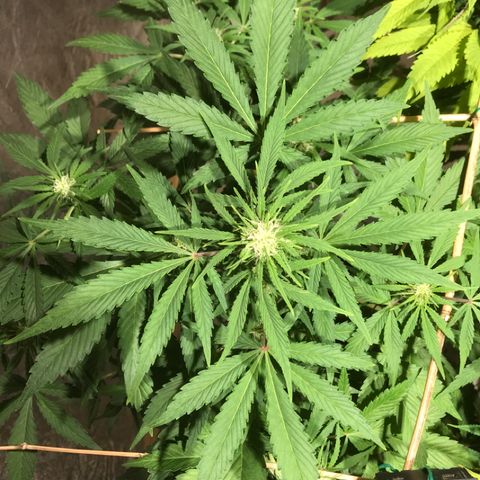 Fuego growlog timeline photo