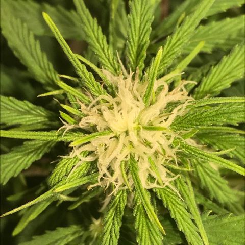 Fuego growlog timeline photo