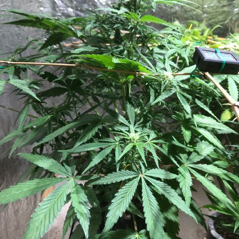 Fuego growlog timeline photo