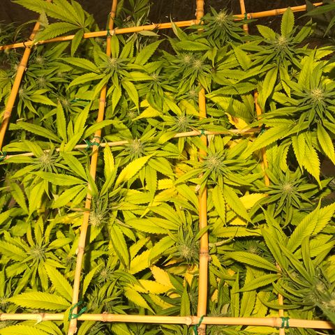 Limona growlog timeline photo