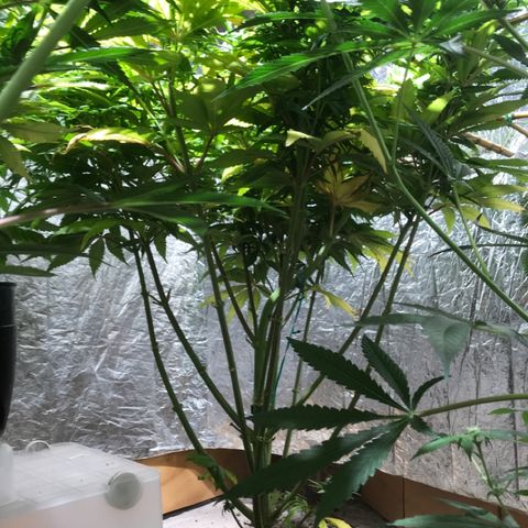 Limona growlog timeline photo