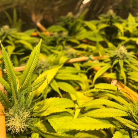 Limona growlog timeline photo