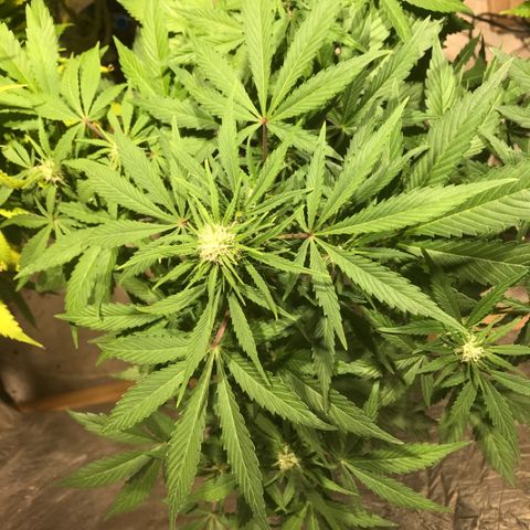 Fuego growlog timeline photo