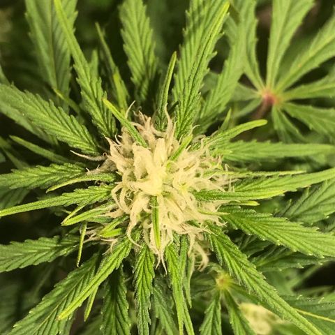 Fuego growlog timeline photo