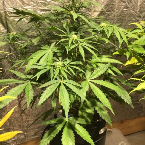 Fuego growlog timeline photo