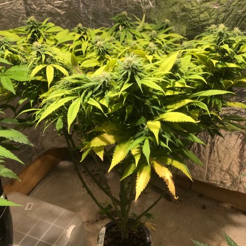 Limona growlog timeline photo