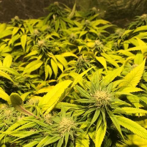 Limona growlog timeline photo