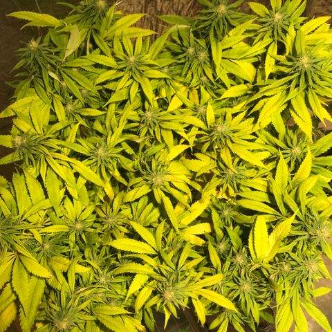 Limona growlog timeline photo