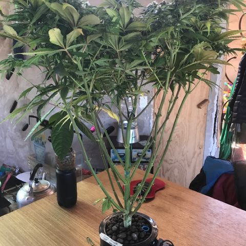 Limona growlog timeline photo