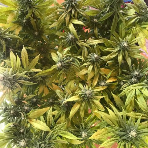 Limona growlog timeline photo