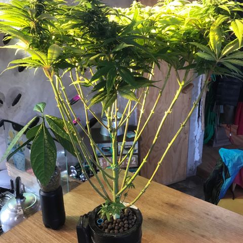 Limona growlog timeline photo