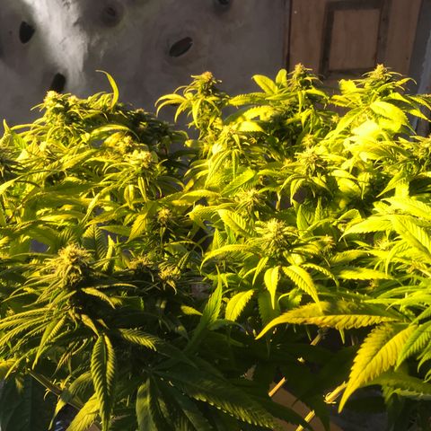 Limona growlog timeline photo