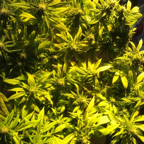 Limona growlog timeline photo