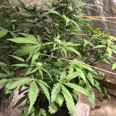 Fuego growlog timeline photo