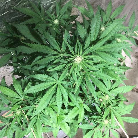 Fuego growlog timeline photo