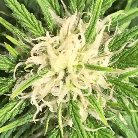 Fuego growlog timeline photo