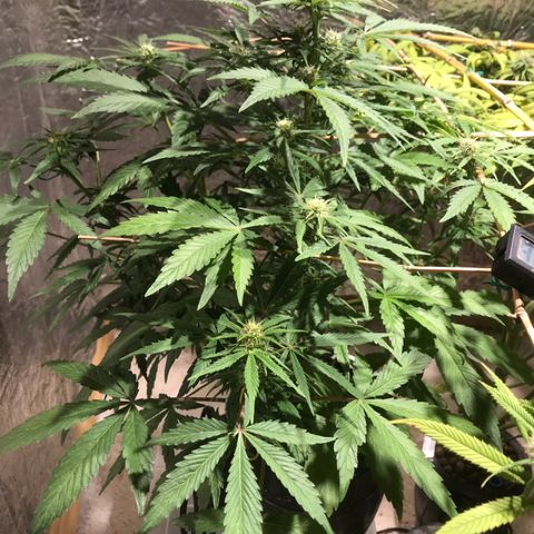 Fuego growlog timeline photo