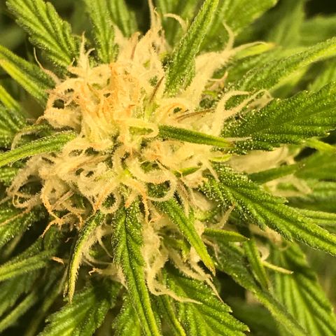 Fuego growlog timeline photo
