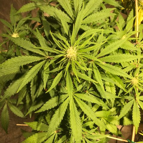 Fuego growlog timeline photo