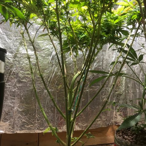 Limona growlog timeline photo