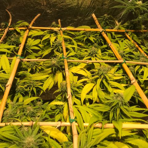 Limona growlog timeline photo