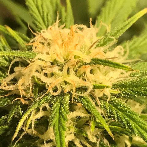 Fuego growlog timeline photo
