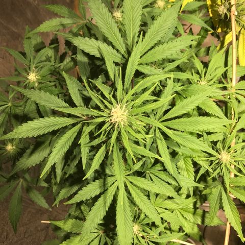 Fuego growlog timeline photo