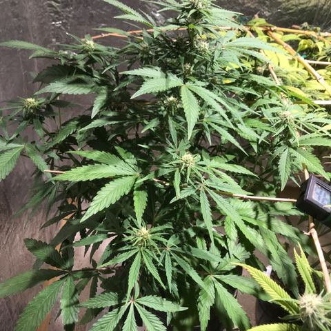 Fuego growlog timeline photo
