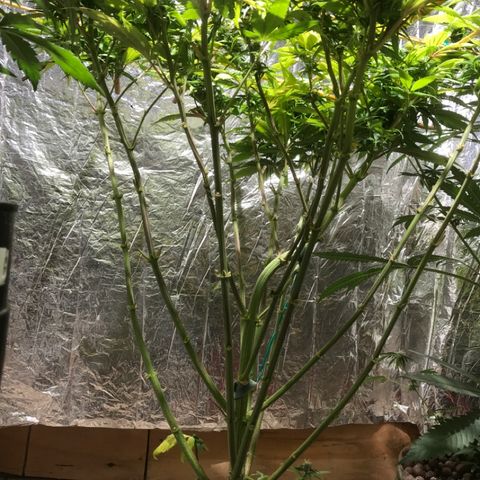 Limona growlog timeline photo