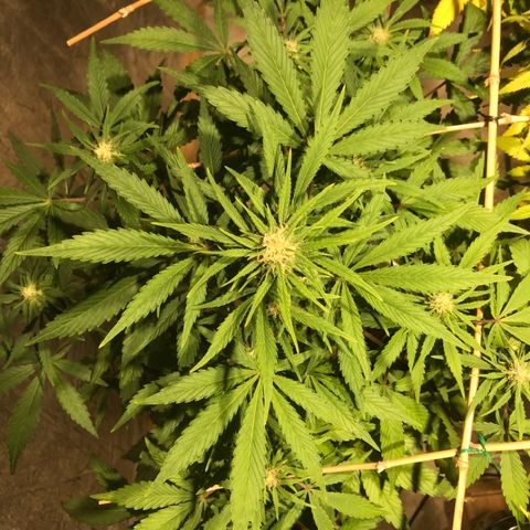 Fuego growlog timeline photo