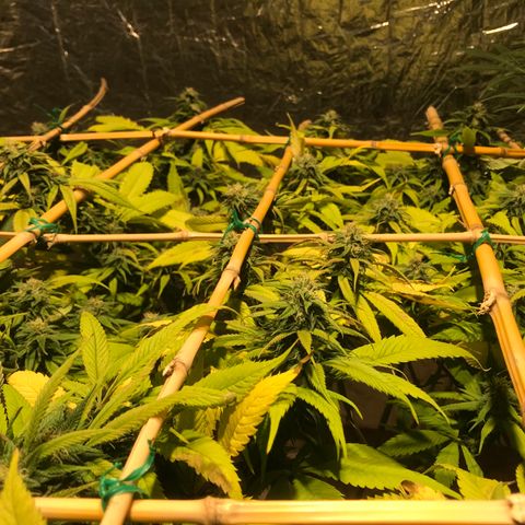 Limona growlog timeline photo
