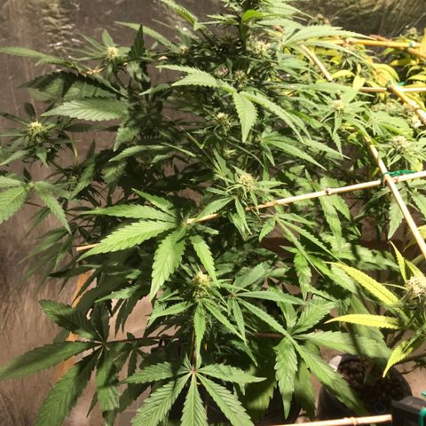 Fuego growlog timeline photo