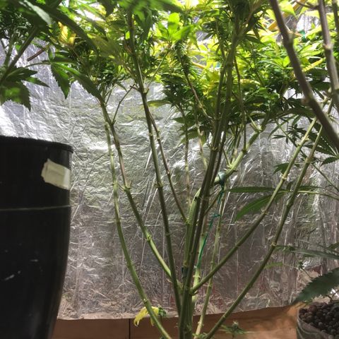 Limona growlog timeline photo