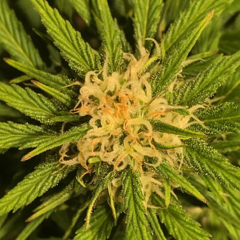 Fuego growlog timeline photo