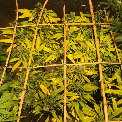 Limona growlog timeline photo